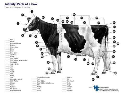 Parts Of A Dairy Cow Diagram Dairy Cow Anatomy Diagram