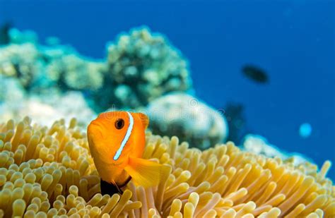 Small fish in an ocean stock image. Image of exotic, fishing - 90237303