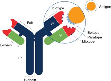 3 Schematic Of The Antibody Structure Adapted From 25 Download