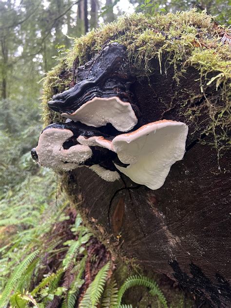 California Coastal Redwoods : r/mycology