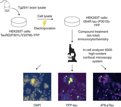 A Cellular Tau P S Yfp Aggregation Assay That Models Prion