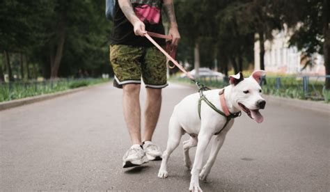 Cosas Que Tu Perro Realmente Odia Que Hagas