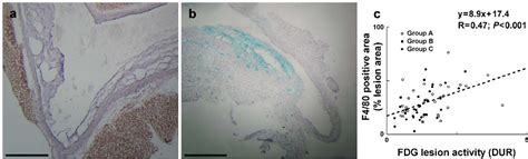 Figure 2 From Periaortic Brown Adipose Tissue As A Major Determinant Of