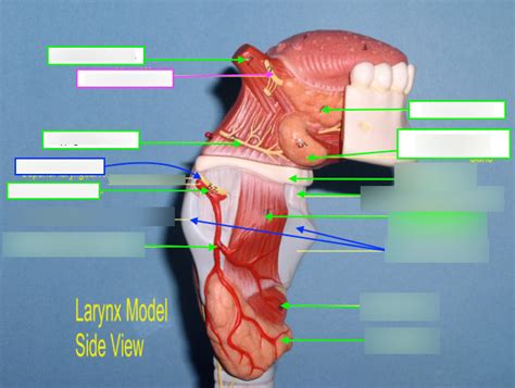 Larynx Lateral View Diagram Quizlet