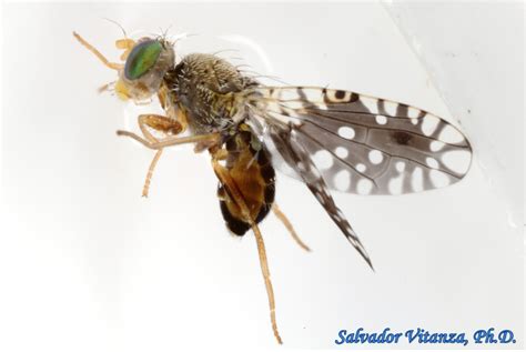 Diptera Tephritidae Euaresta Stigmatica Fruit Flies MALE A Urban