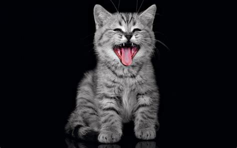 Cute Gray Kitten Wallpaper Hd For Desktop : Wallpapers13.com