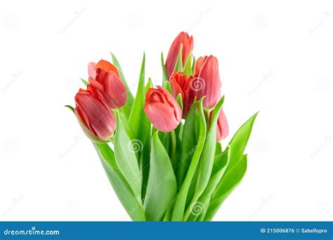 Flores De Tulipanes Rojos Aislados Sobre Fondo Blanco Foto De Archivo