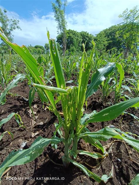 Hama Ulat Serang Puluhan Hektar Tanaman Jagung Di Lembata KATAWARGA ID