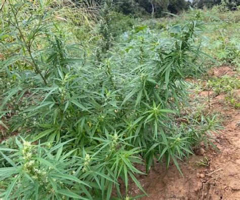 Notícias Plantação de oito mil pés de maconha é destruída pela