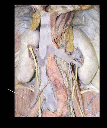 Anatomy Abdomen Pelvis Practical Flashcards Quizlet