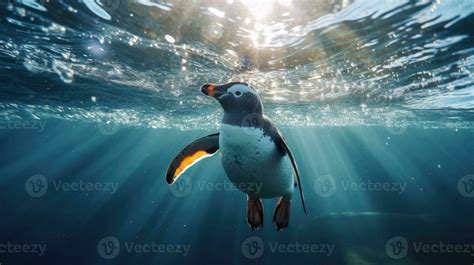 A penguin swimming marine life underwater ocean, Penguin on surface and dive dip water ...