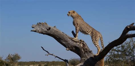 Can Cheetahs Climb Trees A Detailed Answer