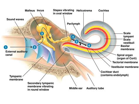 Helicotrema