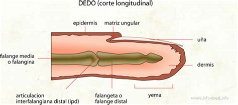 Dedo Corte Longitudinal Diccionario Visual Didactalia Material