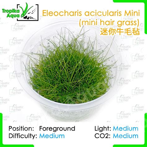 Eleocharis Acicularis Mini Mini Hair Grass Aquatic Farmer