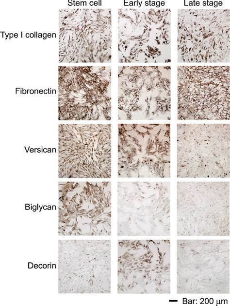 Figure 2 From Development Of Stepwise Osteogenesis Mimicking Matrices