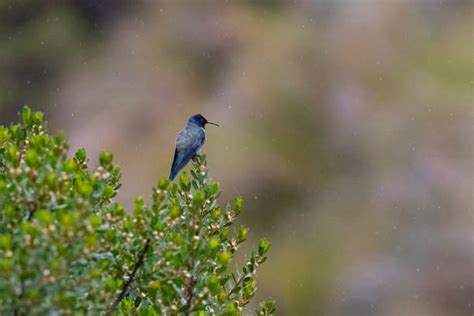 Cotopaxi Wildlife Animals In The Wild Ecuador Stock Photos, Pictures ...