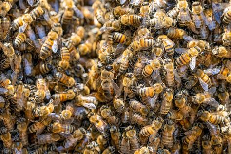 A Swarm of Bees in Close-up Photography · Free Stock Photo