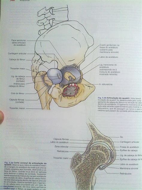 Anatomia Do Quadril Traumatologia E Ortopedia