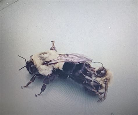 Who Are These North Carolina Bees And Are They Having Sex R Whatsthisbug