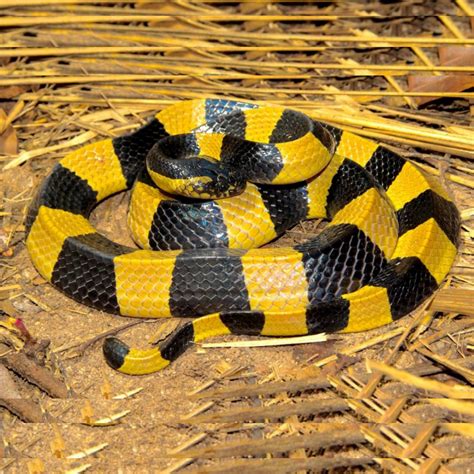 Banded krait (Bungarus fasciatus)