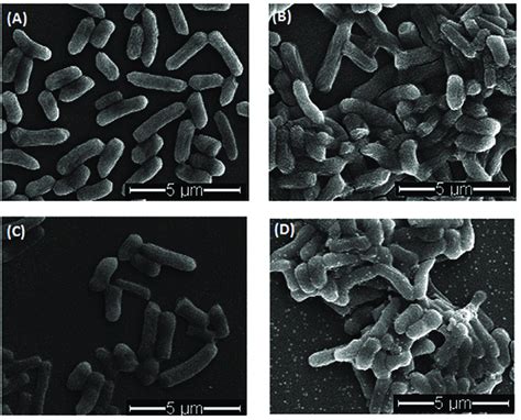 SEM Images Of E Coli Cells With Different Treatments A Untreated