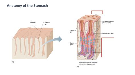 Anatomy of the Stomach- Rugae & Pits Diagram | Quizlet