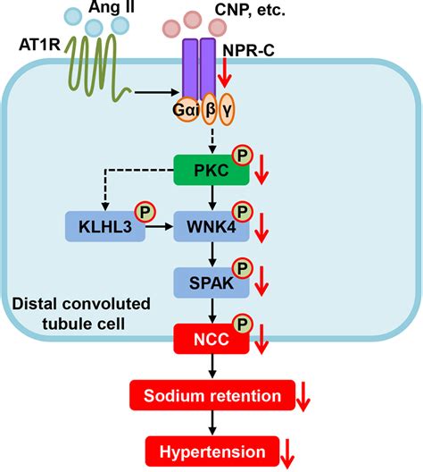 Renal Natriuretic Peptide Receptor C Deficiency Attenuates Nacl