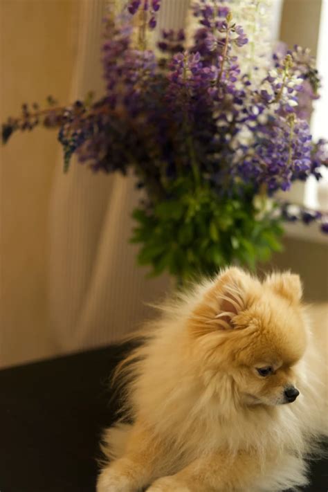 Pomeranian Puppies: The Complete Guide to Bringing Home Your Furry ...