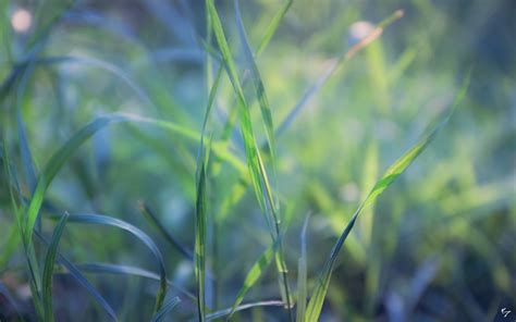 Wallpaper Sunlight Leaves Nature Field Green Dew Leaf Flower