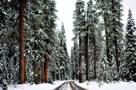 Free Picture Snow Winter Wood Cold Frost Tree Landscape Ice Road