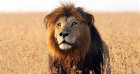 Hurungwe Man Fights Lion With Bare Hands Pindula News