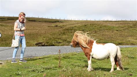 Ten fascinating facts about Shetland Ponies | NorthLink Ferries