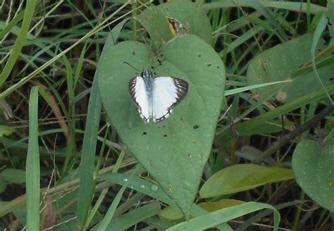 Heliopetes Alana Mariposas Lepidoptera Rophalocera Del Municipio De