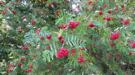 Red Berries Of Mountain Ash Sorbus Aucuparia Stock Footage Video Of