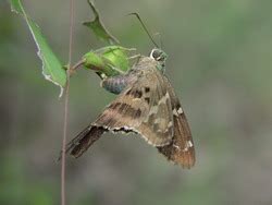 Long Tailed Skipper Alabama Butterfly Atlas