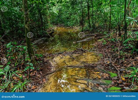 trail   jungle stock image image  kuching