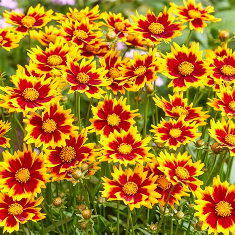 Coreopsis 'Solar Jewel' | Outdoor Plants – Gardeners Dream
