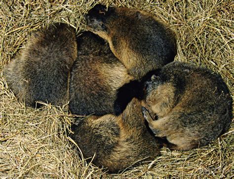 Pourquoi la marmotte hiberne La réponse est sur Admicile fr