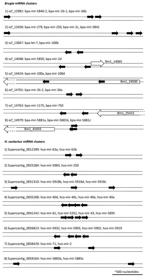 MiRNA Clusters Schematic Representation Of Identified Brugia And H