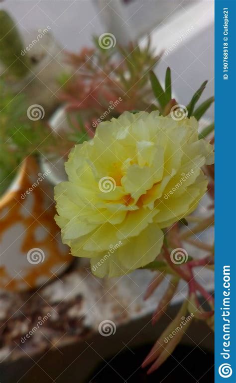 Very Beautiful Yellow Portulaca Flower Stock Photo Image Of Flower