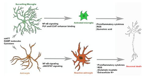 Figure 1 From The Role Of Microglia And Astrocytes In Huntingtons