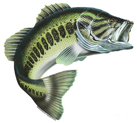 Largemouth Bass Painting By Julie Gray Fine Art America