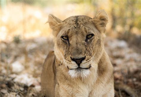 Des Lions Du Soudan Re Oivent Des Soins Urgents Quatre Pattes En