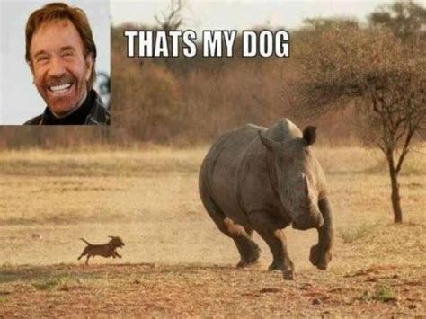 Funny Jokes: Chuck Norris funny pictures