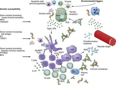 Etiology And Pathogenesis Of Systemic Lupus Erythematosus