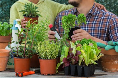 Qu Plantar En Tu Huerto Urbano Consejos Y Recomendaciones Para