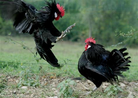 La leggenda del Gallo Nero - Chianti Classico - Il primo territorio di vino - Sito ufficiale