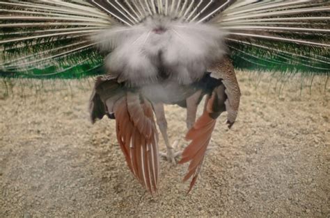 Premium Photo | A bird with white feathers and a black tail