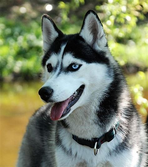 Husky Les Plus Belles Photos De Ce Chien D Exception